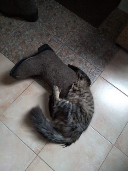 Кошки в нашей жизни. Кошки и все, что с ними связано.