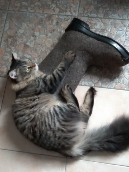 Кошки в нашей жизни. Кошки и все, что с ними связано.