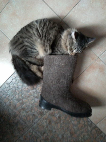 Кошки в нашей жизни. Кошки и все, что с ними связано.