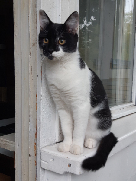 Кошки в нашей жизни. Кошки и все, что с ними связано.