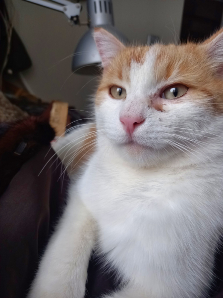 Кошки в нашей жизни. Кошки и все, что с ними связано.