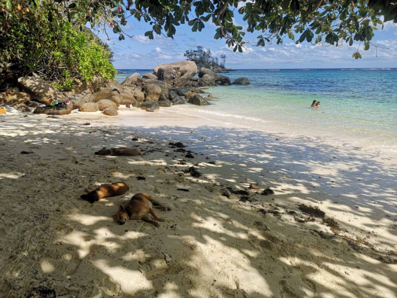 Треки, черепашки, пляжи - Сейшелы, декабрь 2021