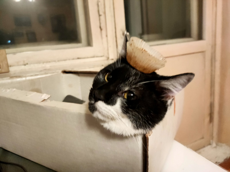 Кошки в нашей жизни. Кошки и все, что с ними связано.