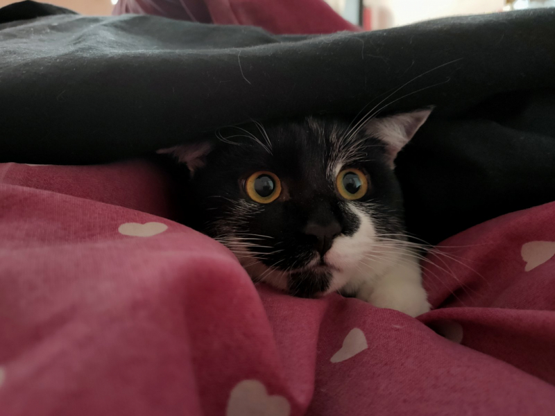 Кошки в нашей жизни. Кошки и все, что с ними связано.