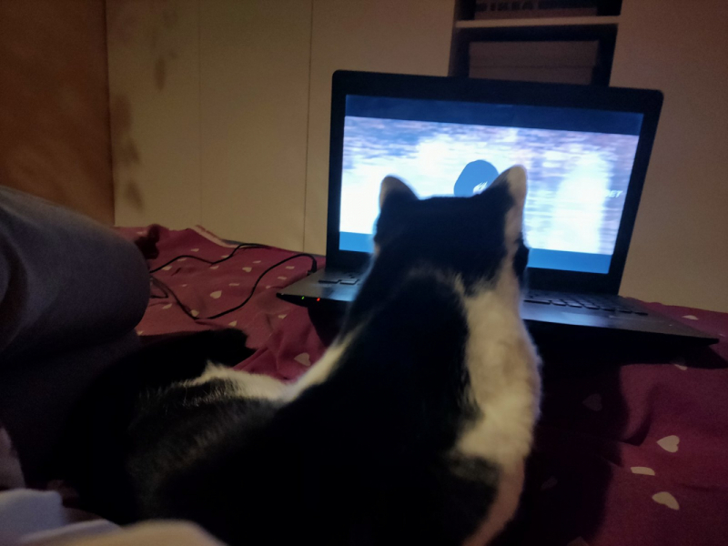 Кошки в нашей жизни. Кошки и все, что с ними связано.