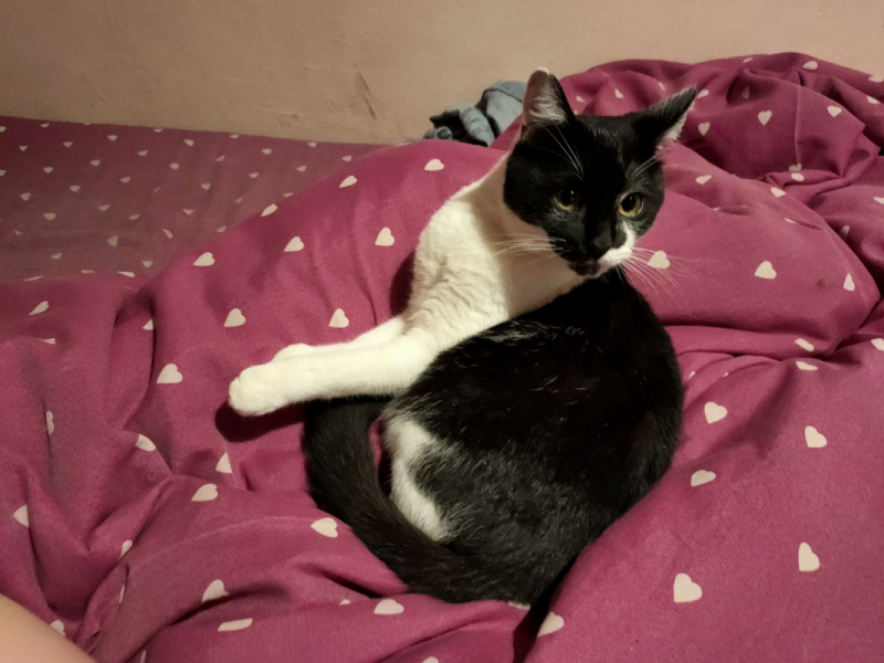 Кошки в нашей жизни. Кошки и все, что с ними связано.