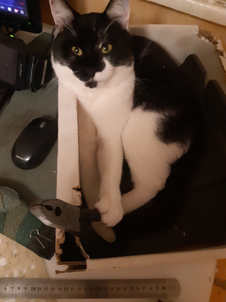 Кошки в нашей жизни. Кошки и все, что с ними связано.