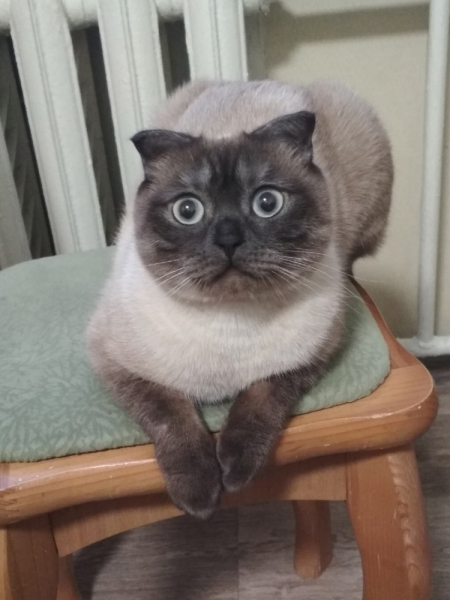 Кошки в нашей жизни. Кошки и все, что с ними связано.