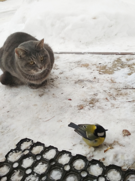 Кошки в нашей жизни. Кошки и все, что с ними связано.