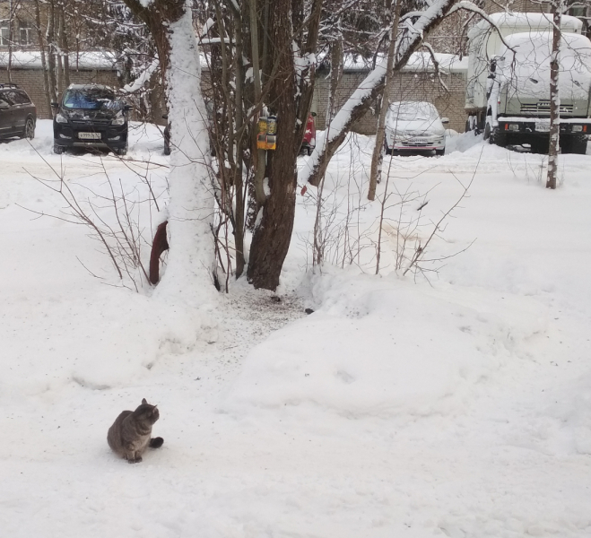 Кошки в нашей жизни. Кошки и все, что с ними связано.