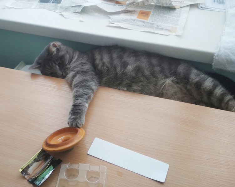 Кошки в нашей жизни. Кошки и все, что с ними связано.