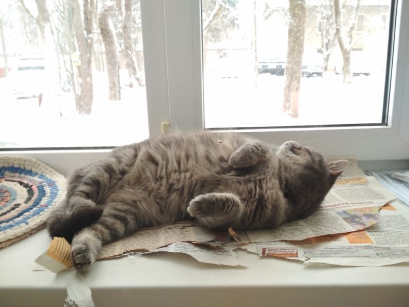 Кошки в нашей жизни. Кошки и все, что с ними связано.