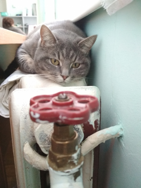 Кошки в нашей жизни. Кошки и все, что с ними связано.