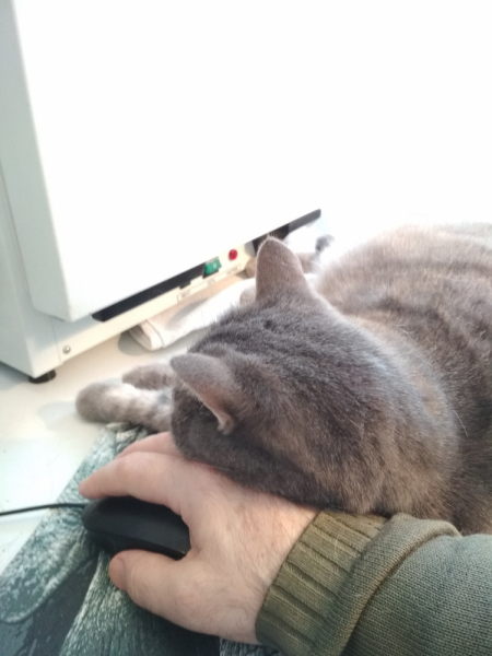 Кошки в нашей жизни. Кошки и все, что с ними связано.