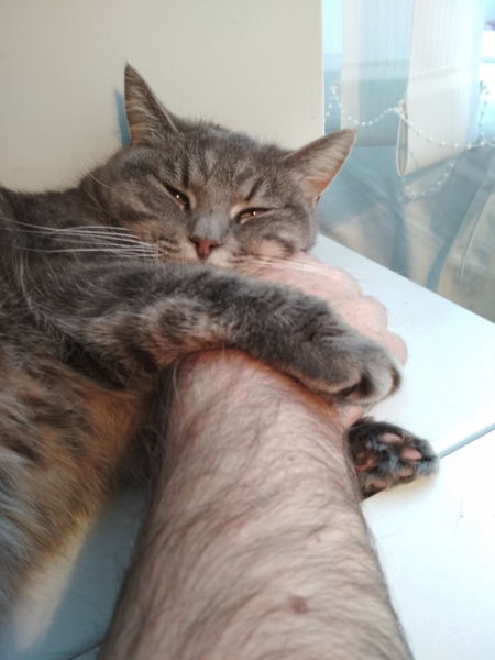 Кошки в нашей жизни. Кошки и все, что с ними связано.