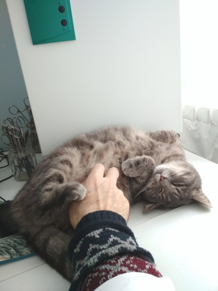 Кошки в нашей жизни. Кошки и все, что с ними связано.