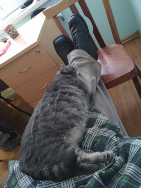 Кошки в нашей жизни. Кошки и все, что с ними связано.