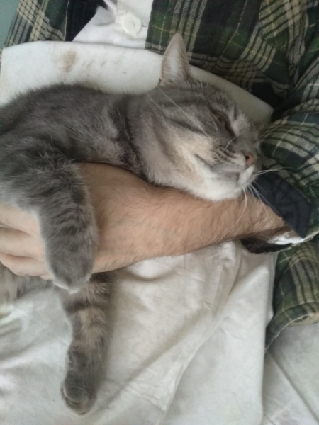 Кошки в нашей жизни. Кошки и все, что с ними связано.