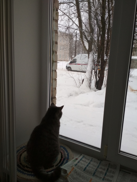 Кошки в нашей жизни. Кошки и все, что с ними связано.