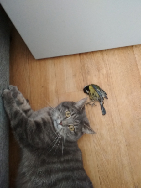 Кошки в нашей жизни. Кошки и все, что с ними связано.