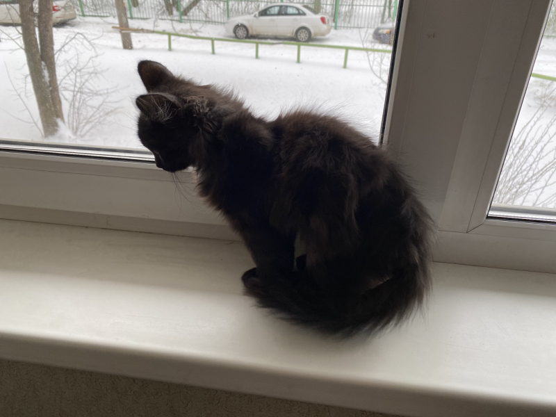 Кошки в нашей жизни. Кошки и все, что с ними связано.