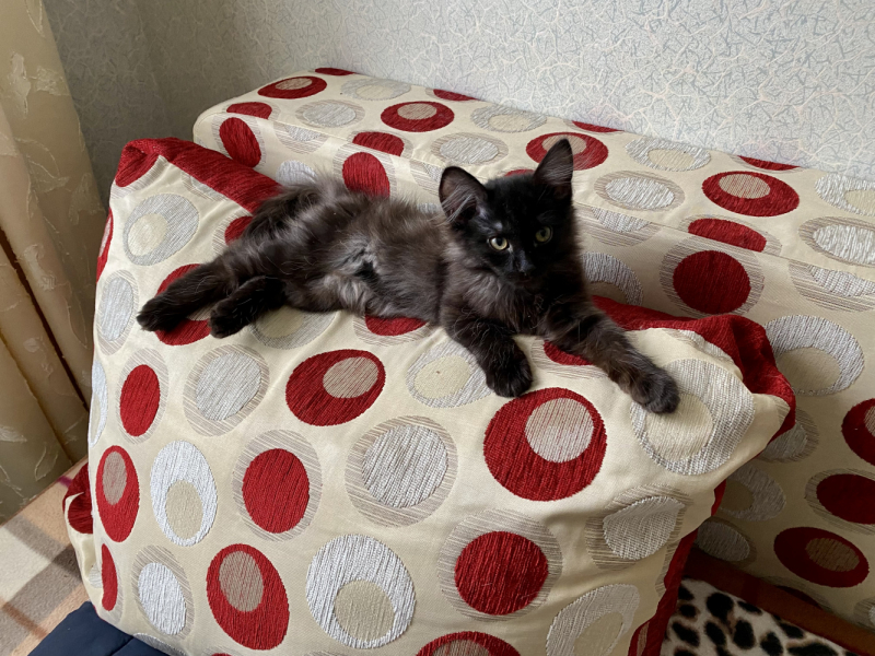 Кошки в нашей жизни. Кошки и все, что с ними связано.