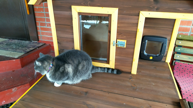 Кошки в нашей жизни. Кошки и все, что с ними связано.