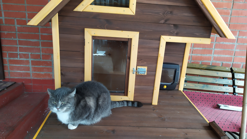 Кошки в нашей жизни. Кошки и все, что с ними связано.