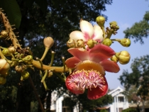 Паттайя, Бангкок_февраль 2011. Первый раз в одиночку. Описание, впечатления, фото, цены