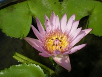 Паттайя, Бангкок_февраль 2011. Первый раз в одиночку. Описание, впечатления, фото, цены