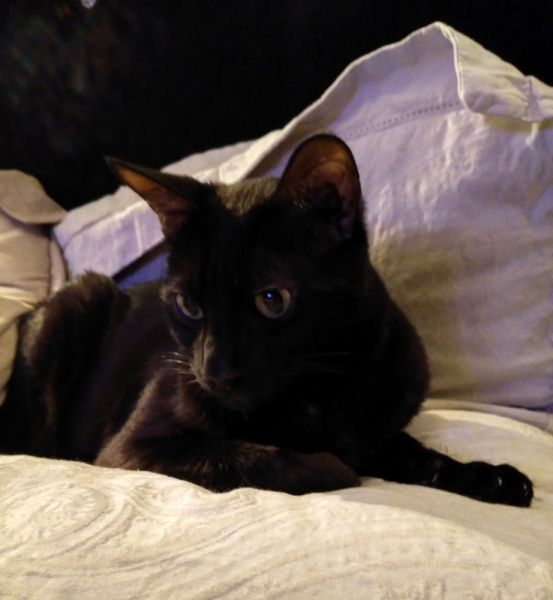 кот