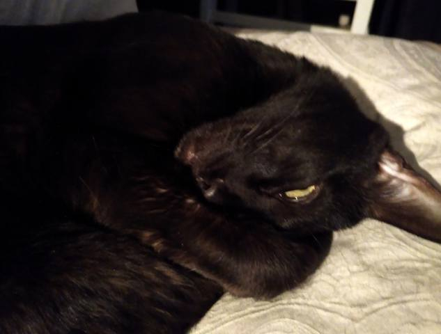 кот