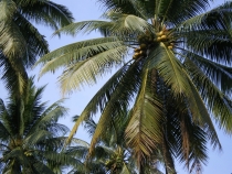 Паттайя, Бангкок_февраль 2011. Первый раз в одиночку. Описание, впечатления, фото, цены