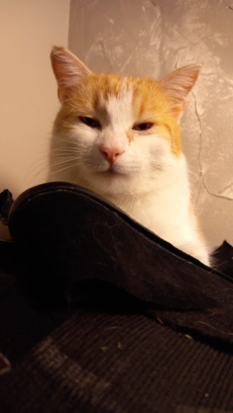 Кошки в нашей жизни. Кошки и все, что с ними связано.