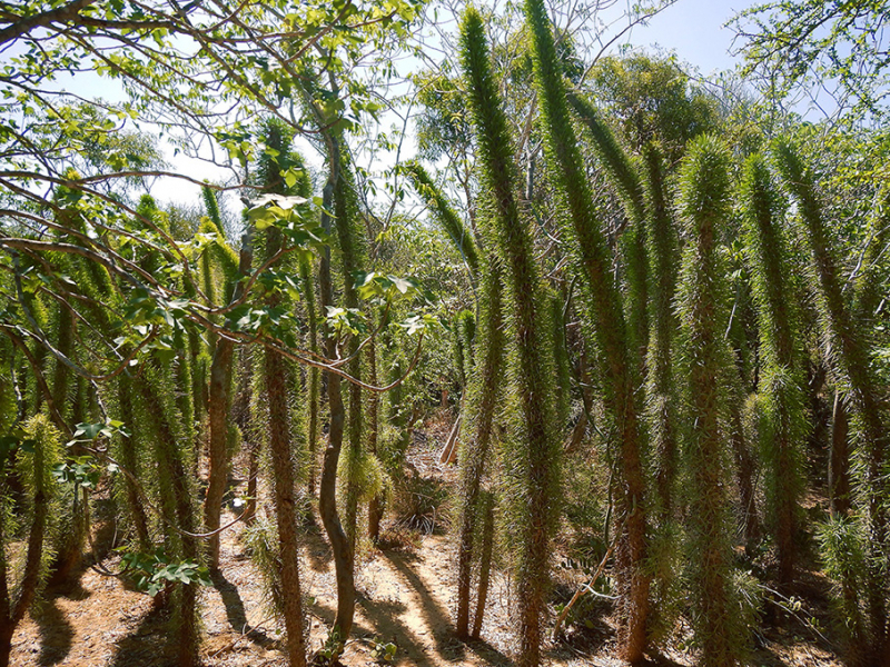04.2.2019 Arboretum d'Antsokay