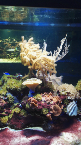 Рязанское ассорти: февраль-март-май 2021.