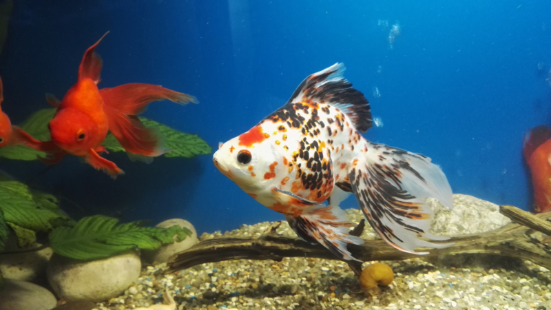 Рязанское ассорти: февраль-март-май 2021.