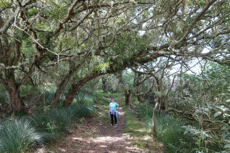 Маврикий умер (ковид), да здравствует Реюньон! Вместо пляжа лезем в горы