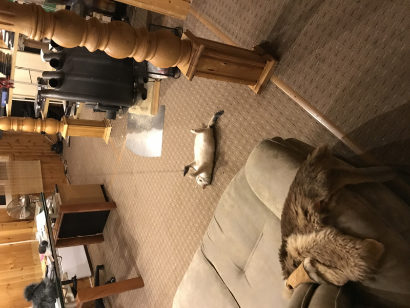 Машка едет за границу