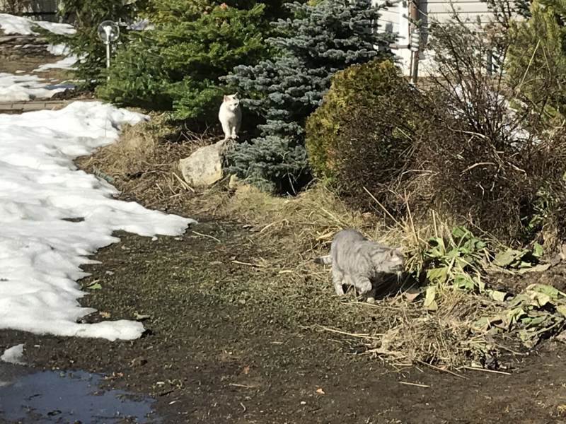 Машка едет за границу