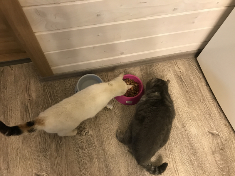 Машка едет за границу