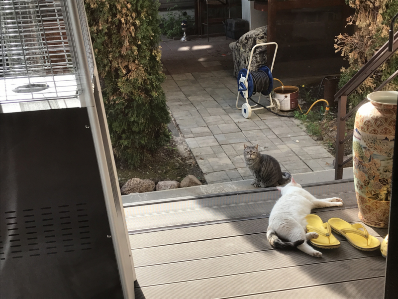 Машка едет за границу