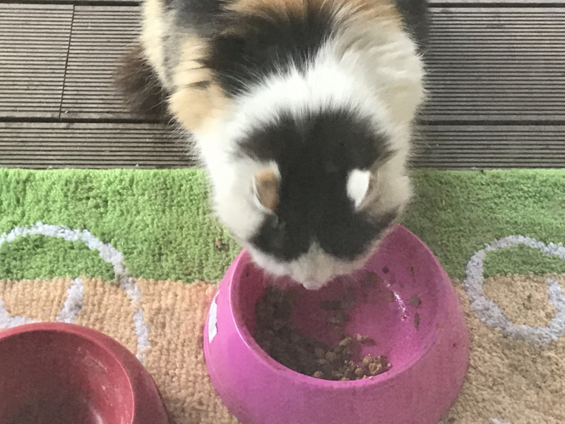 Машка едет за границу