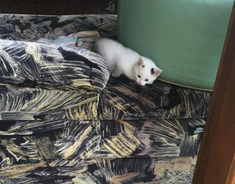 Машка едет за границу