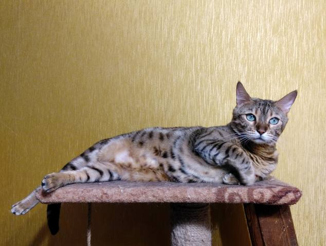 кот