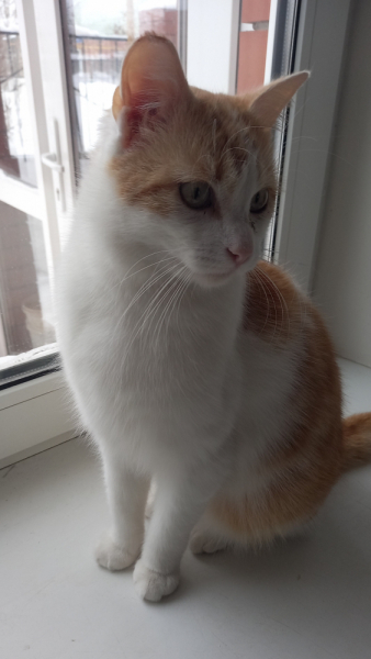 Кошки в нашей жизни. Кошки и все, что с ними связано.