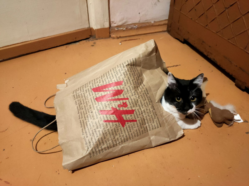 Кошки в нашей жизни. Кошки и все, что с ними связано.