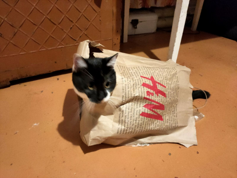 Кошки в нашей жизни. Кошки и все, что с ними связано.