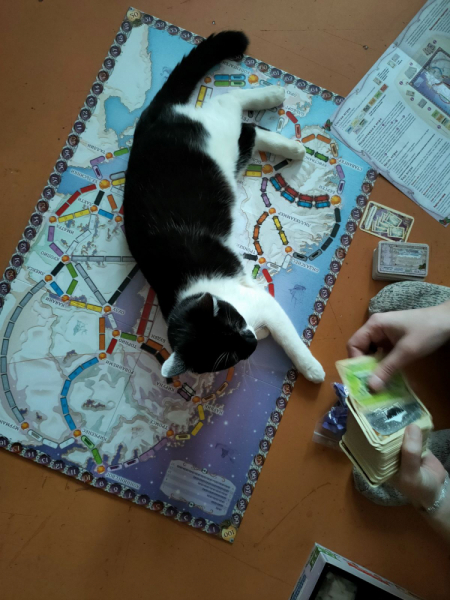 Кошки в нашей жизни. Кошки и все, что с ними связано.