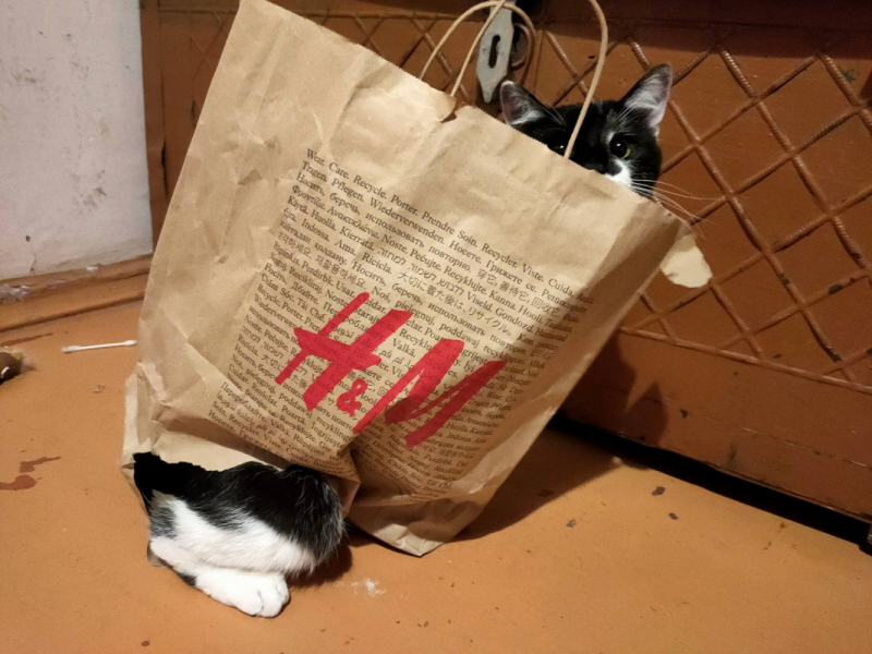 Кошки в нашей жизни. Кошки и все, что с ними связано.